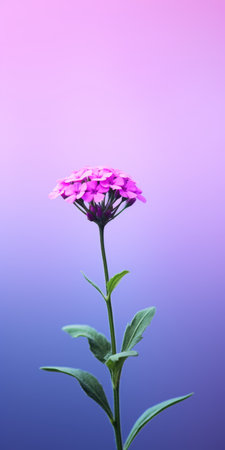 a flower in front of a cute background, captured in the style of ultraviolet photography. this colorful minimalism photo showcases a colorized dark pink and sky-blue palette. with a touch of environmental awareness, this minimalist photography captures the beauty of nature. ai generatedの素材