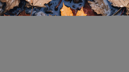 fall leaves scattered on the forest floor, captured in a close-up shot against a black background. the image showcases a mix of vibrant light orange and dark aquamarine hues, enhanced by the presence of water droplets. depicting the effects of inclement weather, the leaves exhibit a combination of dark yellow and dark indigo shades. this captivating photo by caras ionut features mismatched patterns and aの素材