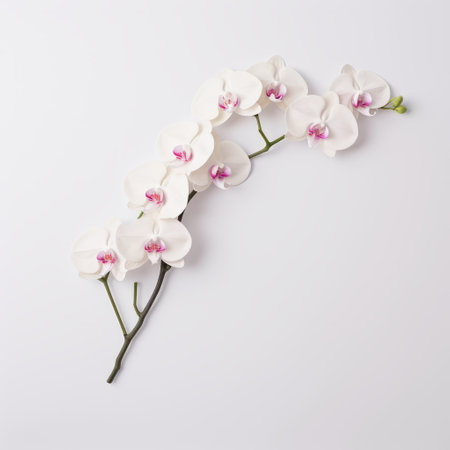 white orchids with pink blossoms on a white background, captured from a top view, perfect for new design projects. this image showcases the beauty of these flowers in a minimalist and stark style, resembling wall sculptures and installations. with realist lifelike accuracy, the low resolution uhd image highlights the fine lines, delicate curves, and graceful balance of the orchids. ai generatedの素材