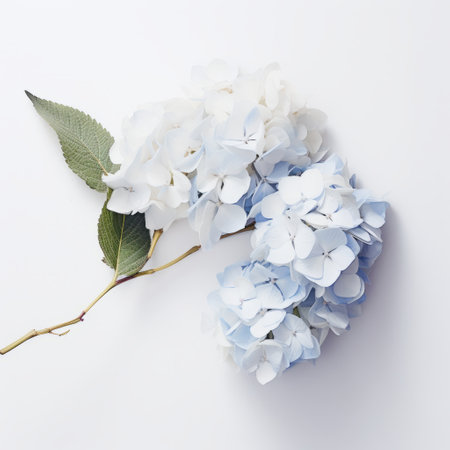 hydrangea flowers and leaves, inspired by the style of carl kleiner and akihiko yoshida, are arranged flat on a table background. the composition features a light white and light azure color palette, with minimal retouching. the handcrafted beauty of the flowers is enhanced by a subtle color gradient against a clean white background. ai generatedの素材