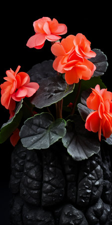 a flower plant thrives within a black sandstone wall, creating a striking contrast against the dark background. the vibrant hues of dark orange and pink add a touch of elegance to this classic still-life composition. captured with a hasselblad h6d-400c, the high resolution image showcases the intricate details of the plant and the decorative vessels, making it a visually captivating piece. ai generatedの素材
