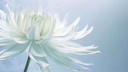 a large translucent chrysanthemum on a grayish blue background. the close-up shot showcases the soft and graceful form of the flower petals, with distinct veins. the main tones of light green and light yellow create a transparent and light style. the clear overlay effect adds depth to the image. ai generatedの素材