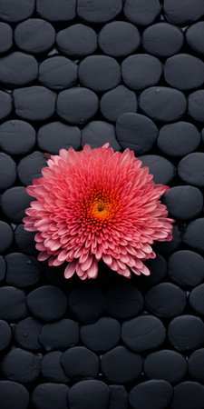 chrysanthemum growing on black shingle, tabletop photography, visually tactile surfaces, sustainable design, voigtlander bessa r2m, dark gray and black, soft focus. ai generatedの素材