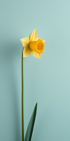 a small yellow daffodil in bud is captured in this minimalist photograph. set against a gray background, the image showcases the delicate beauty of the flower. the artist, patricia piccinini, expertly uses light teal and light sky-blue tones to create a serene atmosphere. the photograph, taken with fujifilm velvia, highlights playful body manipulations and a graceful balance, all while maintaining a simplified aesthetic. ai generatedの素材