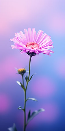 pink daisy flowers bloom vibrantly against a captivating blue background wallpaper. this stunning image captures the essence of nature's beauty, reminiscent of the artistic style of the tokina at-x 11-16mm f/2.8 pro dx ii lens. the flowers showcase shades of violet and pink, with hints of light violet and magenta, creating a graceful balance. the photograph exudes a touch of creativity, akin to the zeissの素材