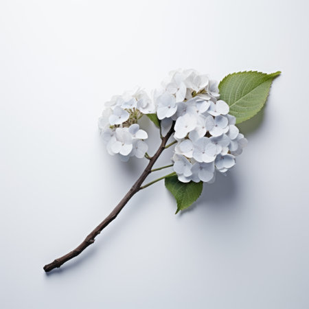 a white flower stands out against a black background in this minimal retouched photo. the delicate cherry blossoms are captured beautifully, showcasing the artistry of handcrafted objects. the light gray and light azure tones add a serene atmosphere to the image. this 8k photograph is reminiscent of the traditional japanese printmaking technique, ssaku hanga, with its clean white background. ai generatedの素材