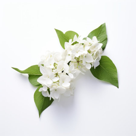 two white flowers, in the style of angura kei, are captured in this associated press photo by alexandre cabanel. set against a white background, these flowers beautifully combine natural and man-made elements. with humble charm and a traditional essence, this image reflects the artistic vision of terada katsuya. ai generatedの素材