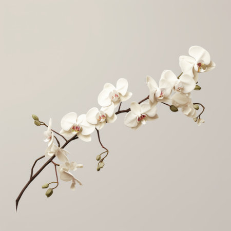 three white orchids are beautifully showcased on a gray background, resembling hyper-realistic animal illustrations. the minimalistic design features beige, twisted branches that add an artistic touch. this digitally enhanced image has undergone minimal retouching, resulting in a stunning visual reminiscent of the works of rosa bonheur. ai generatedの素材