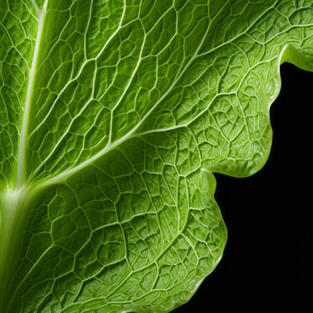 a lettuce leaf, showcased against a black background, captures the intricate craftsmanship of the samyang af 14mm f2.8 rf lens. this national geographic photo, inspired by the style of cfa voysey, beautifully highlights the textural surface of the leaf. a joyful celebration of nature's intricacies, this image is a testament to the artistry of detailed photography. ai generatedの素材
