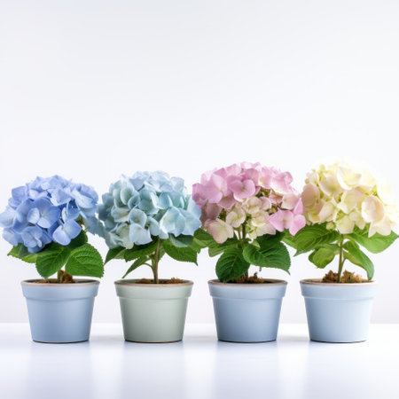 a photo of a hydrangea showcasing its vibrant pink, purple, and blue flowers, arranged in a white background. the composition follows a japanese minimalistic style, with light sky-blue and light yellow hues. this associated press photo captures the eco-friendly craftsmanship and artistic touch of hyman bloom. the image also reflects the influence of hallyu, with its light pink and dark green elements. ai generatedの素材