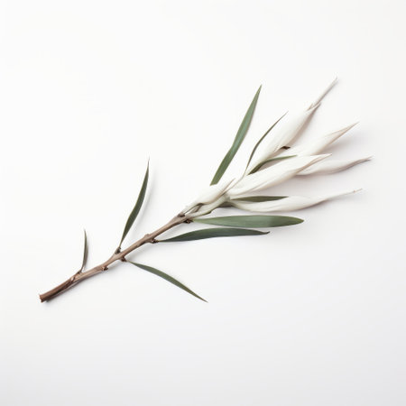 a 3d rendered image of a green eucalyptus stick placed on a white background. the image showcases a minimalist style with starkness, muted earth tones, and floral accents. the australian tonalism is evident in the bold yet graceful composition, highlighting the minimalist sensitivity. ai generatedの素材