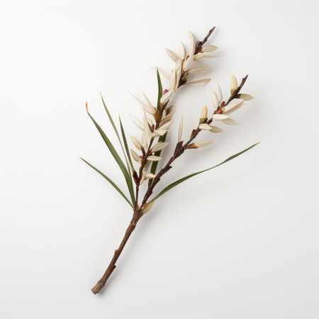 bush lilacs with white flowers isolated on white, showcasing the artistic style of richard tuttle. the muted and earthy tones of the image evoke a sense of tranquility. the sharp and prickly appearance of the twisted branches adds an intriguing element. influenced by the shang dynasty and featuring native australian motifs, this photo captures the unique vision of carl kleiner. ai generatedの素材