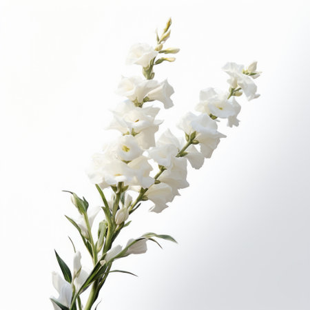 a white bouquet, arranged in a transparent container, showcases minimalist aesthetics with a white background. this high-resolution image in 8k resolution captures the essence of the shang dynasty era, with a graceful balance and a naturecore theme. the photo exhibits a high tonal range, making it visually captivating. ai generatedの素材