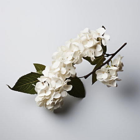 a white flower, in the style of realistic lifelike figures, is beautifully captured on a white background. the image showcases the intricate details of the flower, taken with a rodenstock imagon 300mm f58 lens. with a touch of japanese traditional aesthetics, the dark bronze and white color scheme adds an elegant touch. this high-definition image highlights the graceful curves of the flower. ai generatedの素材