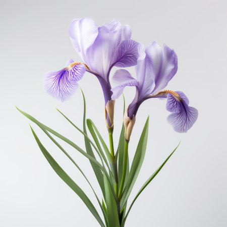 purple lilies, with minimal retouching, showcased on a white background. this uhd image captures hyper-realistic sculptures of delicate flowers, featuring a combination of light brown and light azure hues. the artistic style, known as mote kei, emphasizes the realistic usage of light and color, resulting in a visually stunning composition. ai generatedの素材