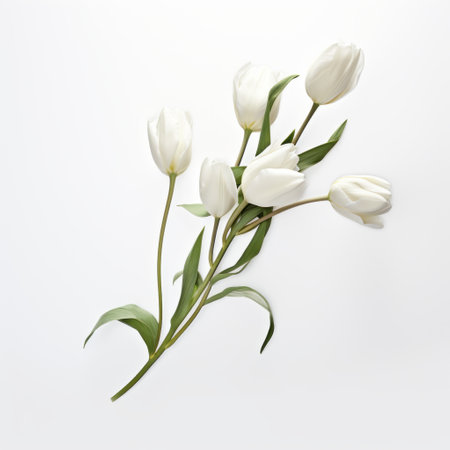 white tulips in 3d are showcased against a transparent white background, embodying the essence of subtle minimalism. this image captures the beauty of traditional oil-painting techniques and minimalist photography, reminiscent of caravaggio's style. the highly detailed foliage and expert post-processing create a visually stunning and captivating composition. ai generatedの素材