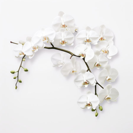 white orchid branch with green leaves isolated on a white background. this large-scale photography captures the delicate still-life of a suspended hanging wall sculpture and installation. the realistic hyper-detail of the flowers creates a mingei-inspired composition. ai generatedの素材