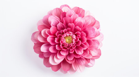 pink flower on a white background, a high-quality macro photograph reminiscent of alasdair mclellan's style. the image showcases symmetrical composition and features a monochromatic harmony. with bold and vibrant colors, this large-scale uhd image captures the beauty of the flower in exquisite detail. available on flickr. ai generatedの素材