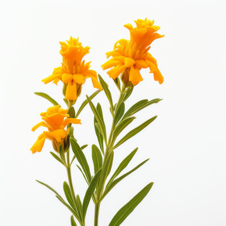 a small plant with delicate flowers in dark yellow and light orange hues is showcased against a white background. the softbox lighting enhances the barroco style of the image, highlighting the dark yellow and light emerald tones. the precisionist details of the plant's structure are beautifully captured in this photo. ai generatedの素材