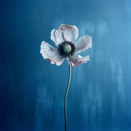 a single wild white poppy stands alone, isolated against a captivating blue background. this photograph captures the essence of sophisticated surrealism, with its light pink and dark indigo hues. the image showcases the artistry of photography installations, with a touch of patinated and oxidized elements. inspired by the dusseldorf school of photography, the composition beautifully combines light gray and dark aquamarine tones, resulting in realisticの素材