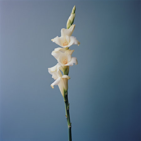 a white stem is beautifully captured in this photo, showcasing post-processing techniques that enhance the colors of light indigo and yellow. the subjects strike graceful poses, adding to the artistic appeal. shot with a hasselblad 1600f, the image showcases botanical accuracy and realistic forms. this captivating photo can be found on flickr. ai generatedの素材