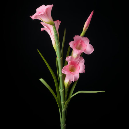 an arrangement of lifelike pink calla lilies is captured in high resolution against a black background, reminiscent of the artistic styles of patricia piccinini and hyacinthe rigaud. shot on 70mm, this symbolic composition evokes the influence of lisette model, showcasing the intricate details and beauty of the flowers. ai generatedの素材