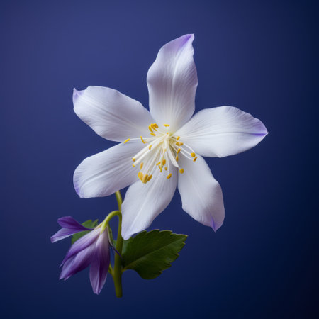 white flower with purple flowers on a blue background, captured in the style of jessica drossin. this stunning image showcases the vibrant use of light and shadow, creating a graceful balance. shot with a rodenstock imagon 300mm f/5.8 lens, the photo is digitally enhanced to enhance its beauty. aquirax uno and zacharias martin aagaard are the talented photographers behind this mesmerizing composition. ai generatedの素材