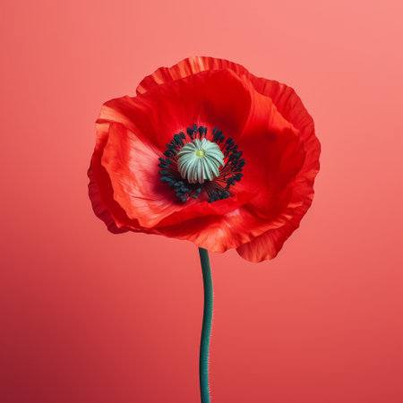 a vibrant and eye-catching composition featuring a poppy, a red flower, isolated on a pink background. this photograph, inspired by the styles of mike campau and mandy disher, showcases elements of post-world war i european classicism. with its vibrant color palette and webcam photography technique, it creates a visually stunning and colorful image. ai generatedの素材