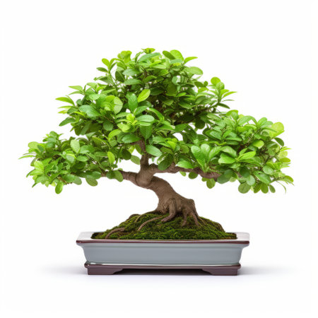 bonsai tree for sale: a low-maintenance bonsai tree in the form of a graceful, meticulously detailed art piece. this bonsai tree, captured in a high-resolution uhd image, showcases its accurate and detailed features against a white background. perfect for enthusiasts of the art of tonga, this associated press photo highlights the bonsai tree's elegant curves. ai generatedの素材