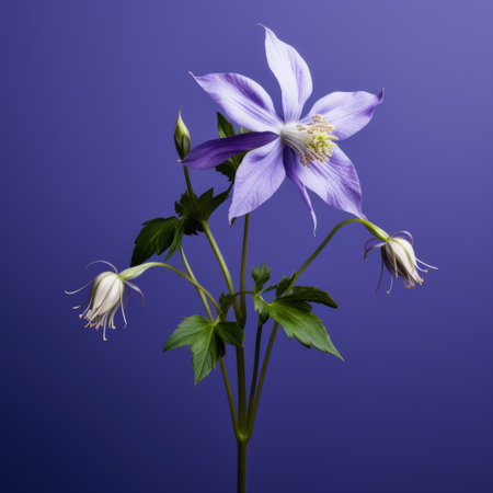 a purple flower with purple leaves is captured in this minimal retouching style photograph. the dark sky-blue and white background adds a classic still-life feel to the image. the graceful balance of the composition is enhanced by vray tracing, while the sharp and prickly details of the flower's form create a captivating contrast. the flower's poses exude elegance and grace. ai generatedの素材