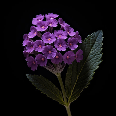 a photorealistic image of a verbena flower gracefully standing on a sleek black background. this artwork showcases organic architecture and draws inspiration from the works of cicely mary barker and martin puryear. the high contrast shot captures the intricate details of the flower, while incorporating native brazilian motifs and elegant curves. ai generatedの素材