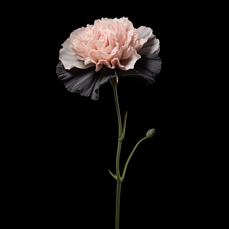 a carnation flower, with its vibrant petals, stands elegantly on a sleek black background. this photorealistic image captures the intricate details of the flower, showcasing organic architecture and the artistic influences of cicely mary barker and martin puryear. the high contrast shot emphasizes the beauty of the carnation, while incorporating native brazilian motifs and graceful curves. ai generatedの素材
