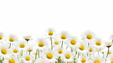daisies field vector with transparent png download free vector images in the style of focus stacking. the photo features a white background with elaborate borders and a minimalistic composition. it is digitally enhanced, creating a realistic still-life reminiscent of a national geographic photo. ai generatedの素材