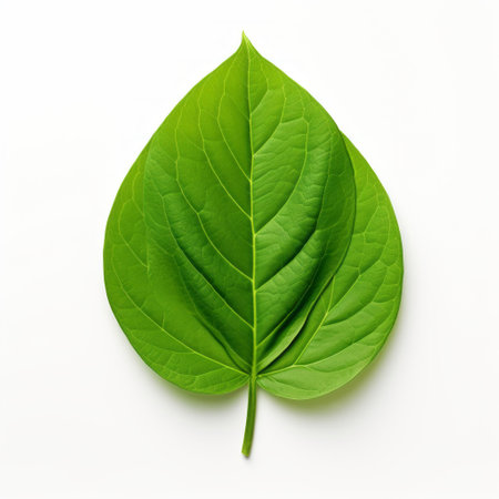 a leaf, in the style of symmetrical asymmetry, rests on a white background. this nature's wonder showcases light green hues and unpolished authenticity. with realistic color schemes, it exudes a pigeoncore and avocadopunk vibe. ai generatedの素材