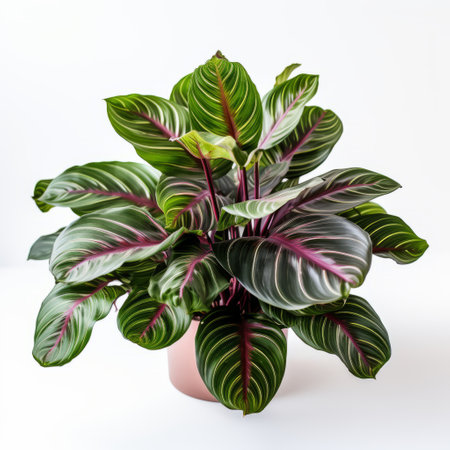 red and green plant with bold red leaves arranged symmetrically in a wooden trough. the dynamic colors of light magenta and light gold create a striking contrast against the striped arrangements. captured in high-key lighting, the aerial photograph showcases the natural lighting that highlights the plant's beauty. ai generatedの素材