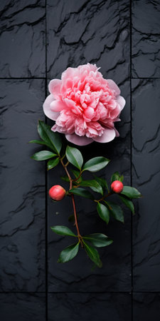 peony flower blooms on black shingle in a tabletop photography style. the visually tactile surfaces and sustainable design create a unique aesthetic. captured with a voigtlander bessa r2m, the dark gray and black tones add depth to the soft focus image. ai generatedの素材