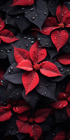 poinsettia plant growing on black shingle in a tabletop photography style. the visually tactile surfaces of the dark gray and black shingle provide a sustainable design element. captured with a voigtlander bessa r2m, the soft focus adds to the overall aesthetic. keywords: poinsettia, black shingle, tabletop photography, sustainable design, voigtlander bessa r2m, soft focus. ai generatedの素材