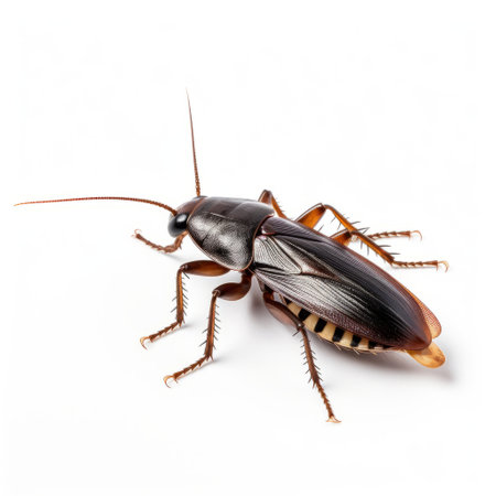 a fast-moving cockroach, showcasing a sleek black and orange coloration, moves with precisionist style. the image captures the pest's dark purple and beige tones, highlighting traditional craftsmanship. strong contrasts and chiaroscuro effects are achieved through the use of precise lines, adding to the overall aesthetic appeal. ai generatedの素材