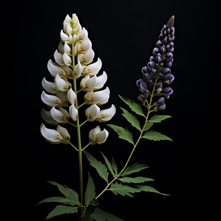 white flowers, resembling a flower head, stand out against a black background in this meticulously detailed and photorealistic still life photograph. the flowers, one light yellow and the other violet, evoke the artistic styles of piero della francesca and john james audubon. the image, captured using provia film, showcases the exotic flora and fauna reminiscent of gustave buchet's work. ai generatedの素材