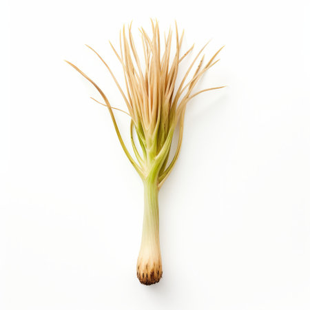 a thin plant stem stands tall against a white background in a vibrant green field. the explosive pigmentation of the scene creates a symmetrical and captivating composition. the colors of light yellow and light brown add an unapologetic grit to the image. the long exposure technique enhances the lushness of the baroque still life, resembling a work of grocery art. ai generatedの素材