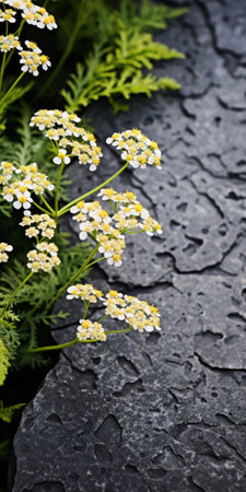 flowers bloom on the slush by the sidewalk, showcasing a captivating blend of light silver and yellow hues. against a black background, the image exudes a gritty and grainy aesthetic. the delicate markings and highly detailed foliage of the flowers create an organic form, reminiscent of chalk art. ai generatedの素材