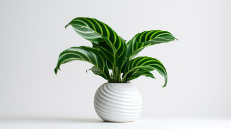 a small house plant sits in a flower pot on a white background, showcasing bold and dynamic lines reminiscent of iris van herpen's style. the striped arrangements of white and green create a high contrast against the vibrant lighting. the use of marble adds a touch of elegance to the bold and colorful, large-scale composition. ai generatedの素材