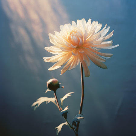 flower sitting on flower stem in front of window, dark sky-blue and light beige style, softbox lighting, muted colorscape mastery, realistic portrayal of light and shadow, light orange and white. associated press photo captures the essence of dansaekhwa. ai generatedの素材