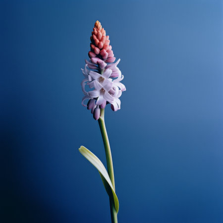 purple flower on a blue background, captured with the steinheil quinon 55mm f/1.9 lens. the composition resembles the style of hyacinthe rigaud, with a delicate balance of light white and light red hues. the image exudes a graceful beauty reminiscent of david ligare's work, while also incorporating elements of grotesque beauty and a touch of snailcore. ai generatedの素材