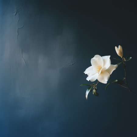 a white magnolia flower is beautifully captured against an old white wall, creating a dark and moody vignette. the minimalist color palette of dark navy and light gold adds depth to the image. shot with a tokina at-x 11-16mm f/2.8 pro dx ii lens, the photo exudes a synthetism-inspired, soft-focus aesthetic. the overall composition evokes a sense of humanistic empathy. ai generatedの素材