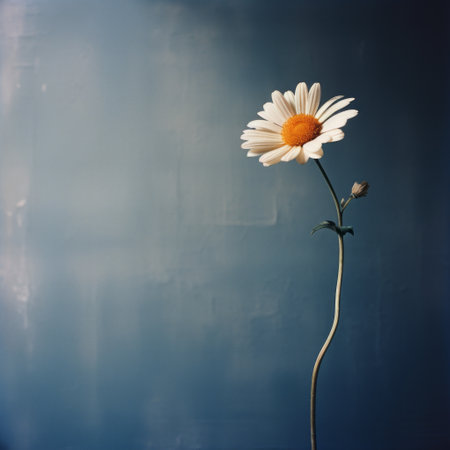 a single flower blooms against a blue sky backdrop, in front of a white wall. this captivating photo, reminiscent of the styles of peter lippmann, yashica t4, marguerite blasingame, george tice, and national geographic, showcases a graceful balance. the minimalist background enhances the beauty of the flower, creating a visually stunning composition. ai generatedの素材