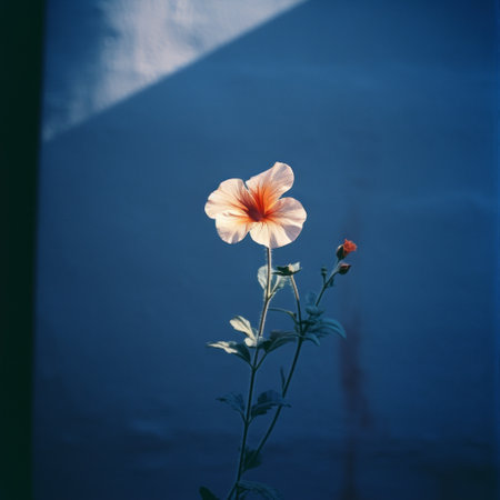 a large single pink flower, reminiscent of the raw vulnerability found in dansaekhwa art, stands alone against a wall. the vibrant pink hue contrasts beautifully with the light navy and amber tones, creating a captivating play of light and shadow. the image captures the essence of the konica big mini camera, with its ability to showcase the delicate details in a scene. ai generatedの素材