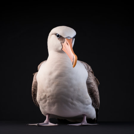 a bird with an extended beak is captured in a studio portrait style, reminiscent of dutch marine scenes. the soft lighting enhances the white and pink tones, creating a symmetrical asymmetry. this captivating image embodies the essence of duckcore and could easily grace the pages of national geographic. ai generatedの素材