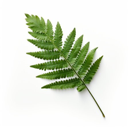 a green fern leaf, in the style of precisionist art, is placed on a white surface. the aerial view captures its intricate details. with minimal retouching, the photograph showcases the stark honesty of nature. inspired by fernand toussaint and alastair magnaldo, this image combines innovating techniques to create a visually captivating composition. ai generatedの素材