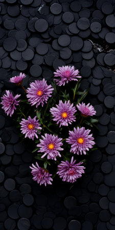 aster flower blooming on black shingle, captured in a tabletop photography style. the image showcases visually tactile surfaces and sustainable design. shot with a voigtlander bessa r2m camera, the dark gray and black tones create a soft focus effect. ai generatedの素材